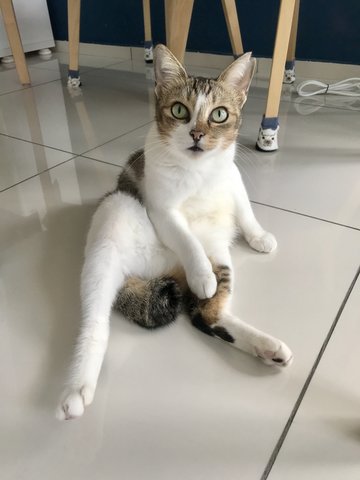 Ellie - Domestic Short Hair Cat