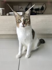 Ellie - Domestic Short Hair Cat