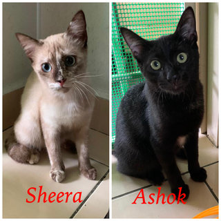 I am Sheera, and this is my brother Ashok. Say hello to us.