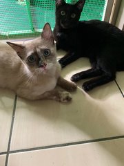 Sheera &amp; Ashok - Domestic Short Hair Cat