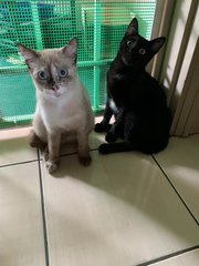 Sheera &amp; Ashok - Domestic Short Hair Cat