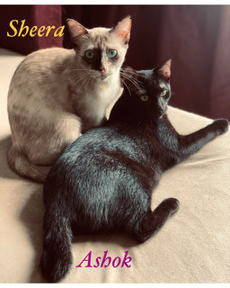 I am the blue eyed girl Sheera and my furry fluffy brother Ashok. Thats how my mum addresses us.