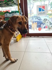 Lily  - Mixed Breed Dog