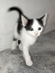 Kitten 1 - Domestic Short Hair Cat