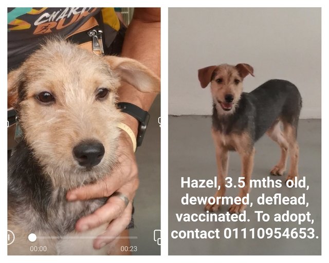 Hazel Tree - Terrier Mix Dog