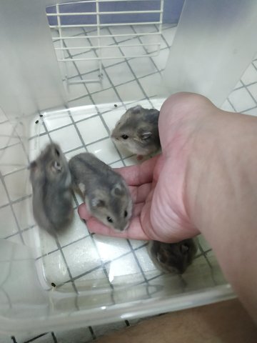 Chubby Small Hamster 1 Month - Common Hamster Hamster