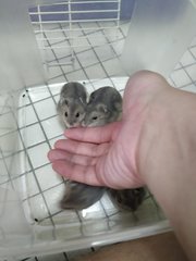 Chubby Small Hamster 1 Month - Common Hamster Hamster