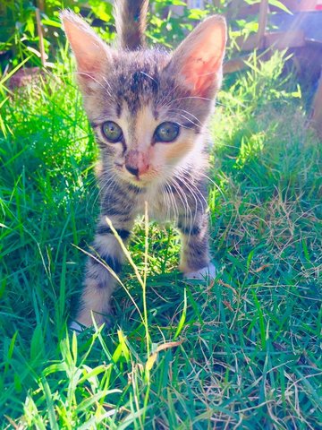 Leng-leng - Domestic Short Hair Cat