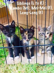 Leng-leng - Domestic Short Hair Cat