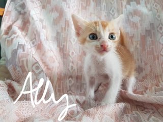 Super Cute 1 Month Kittens! - Domestic Short Hair Cat