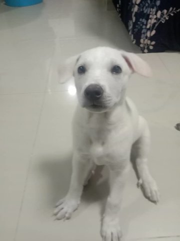 Milo N Snowy - Mixed Breed Dog