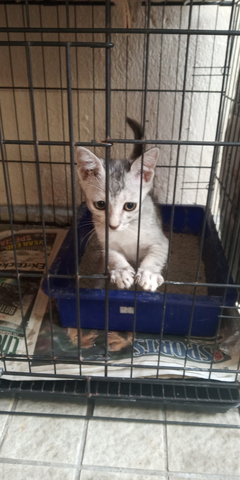 Little Silver - Domestic Medium Hair Cat