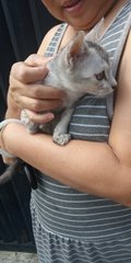 Little Silver - Domestic Medium Hair Cat