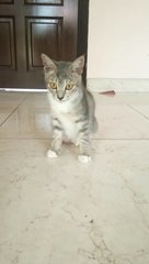 Grey Junior (The Lucky One) - Domestic Short Hair Cat