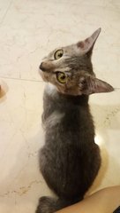 Grey Junior (The Lucky One) - Domestic Short Hair Cat