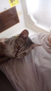 Grey Junior (The Lucky One) - Domestic Short Hair Cat