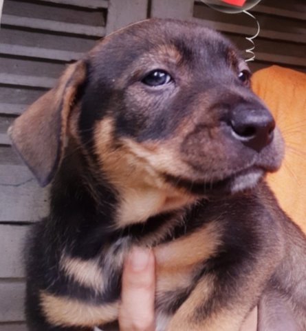 October - Mixed Breed Dog