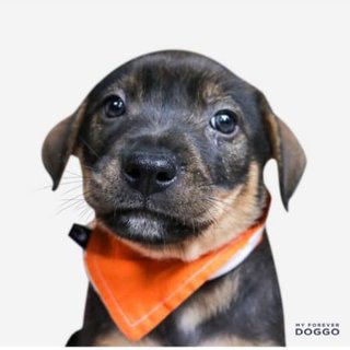 October - Mixed Breed Dog