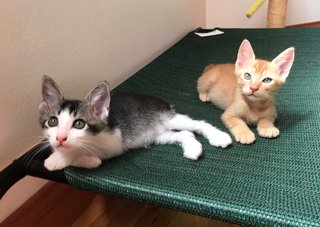 Hermes (boy left) and Fry (adopted, not available)