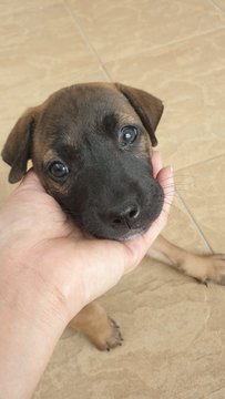 Puppies  - Mixed Breed Dog