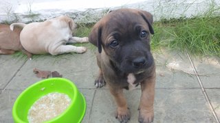 Puppies  - Mixed Breed Dog