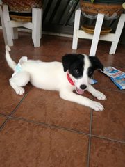 Olivia - English Pointer Mix Dog