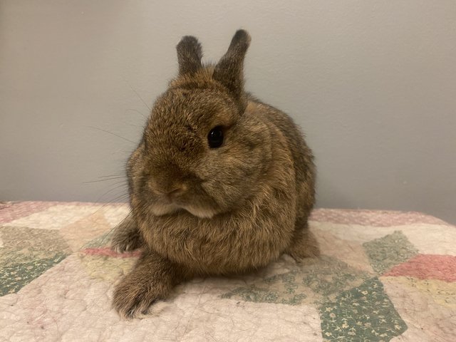 Bun - Netherland Dwarf Rabbit