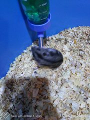 Female Russian Dwarf Hamster - Striped Hairy Foot Russian Hamster Hamster