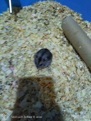 Female Russian Dwarf Hamster - Striped Hairy Foot Russian Hamster Hamster