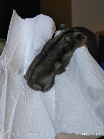 Female Russian Dwarf Hamster - Striped Hairy Foot Russian Hamster Hamster