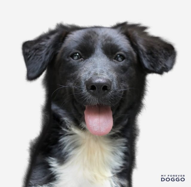 Mulan - Border Collie Mix Dog