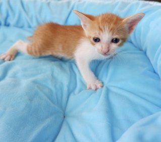 Kitten 1 &amp; Kitten 2 - American Shorthair Cat