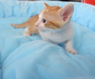 Kitten 1 &amp; Kitten 2 - American Shorthair Cat