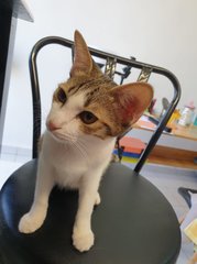 Cookie - Singapura + Domestic Short Hair Cat