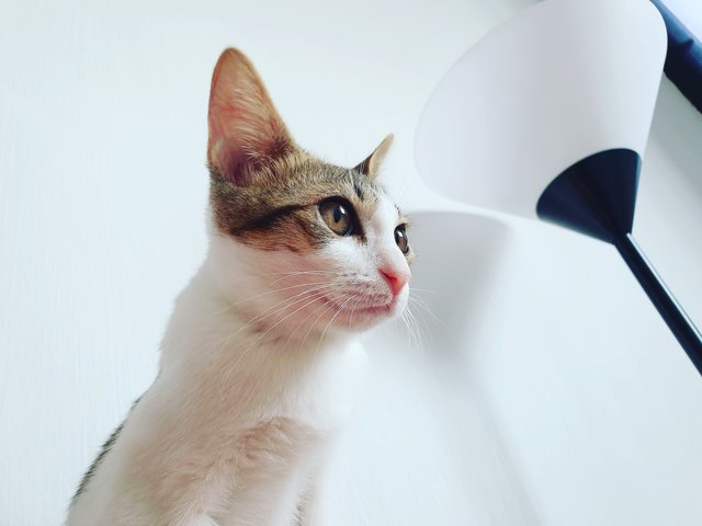 Cookie - Singapura + Domestic Short Hair Cat