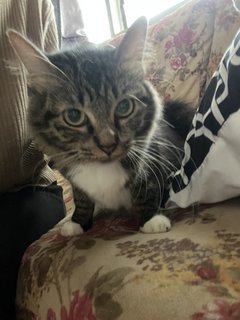 Dora - Domestic Medium Hair Cat