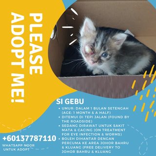 Gebu - Domestic Medium Hair Cat