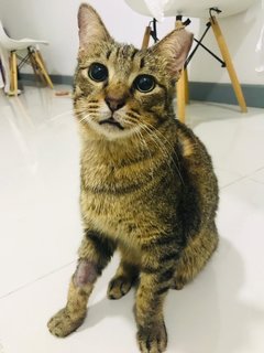 Nasi Lemak - Domestic Short Hair Cat