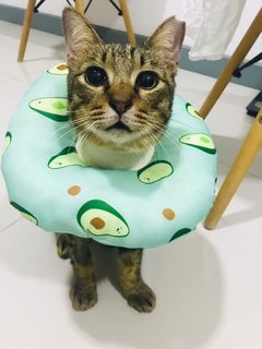 Nasi Lemak - Domestic Short Hair Cat