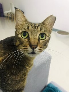 Nasi Lemak - Domestic Short Hair Cat