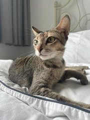 Lyanna - Domestic Short Hair Cat