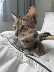 Lyanna - Domestic Short Hair Cat