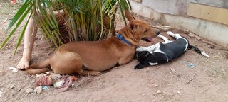 Fletch - Labrador Retriever Mix Dog