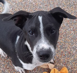 Fletch - Labrador Retriever Mix Dog