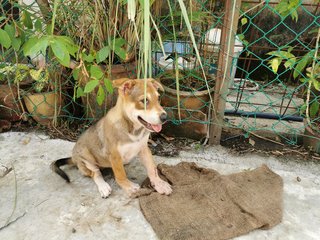 Lucky - Mixed Breed Dog