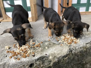 Puppy 12 - Mixed Breed Dog