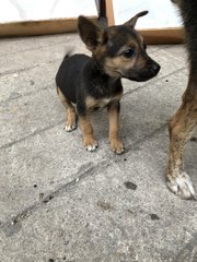 Puppy 12 - Mixed Breed Dog