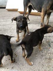 Puppy 12 - Mixed Breed Dog
