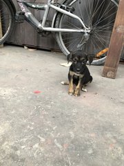 Puppy 12 - Mixed Breed Dog