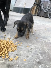 Puppy 12 - Mixed Breed Dog